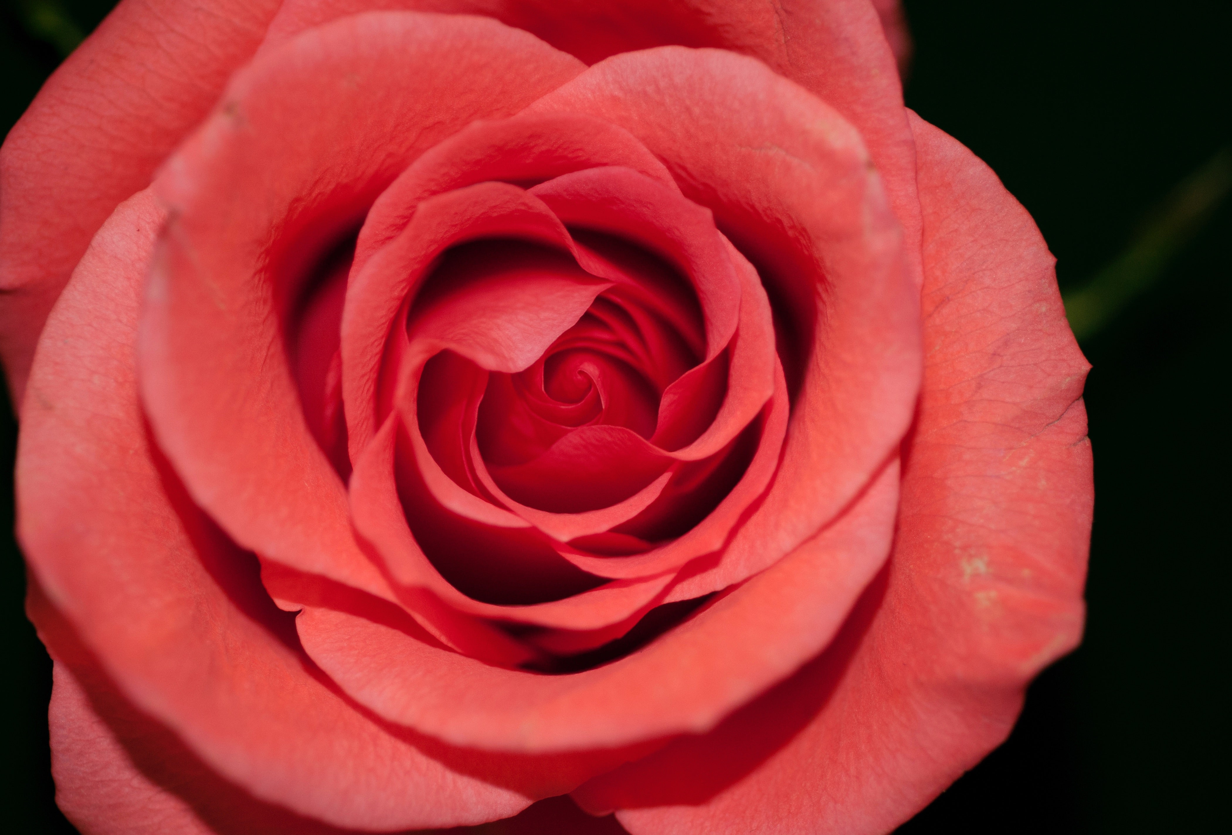 SHOLAYERED BLACK 、ROSE MUGUET、HIBISCUS ROOTS OF SCENT: ROSE & MUGUET – SHOLAYERED