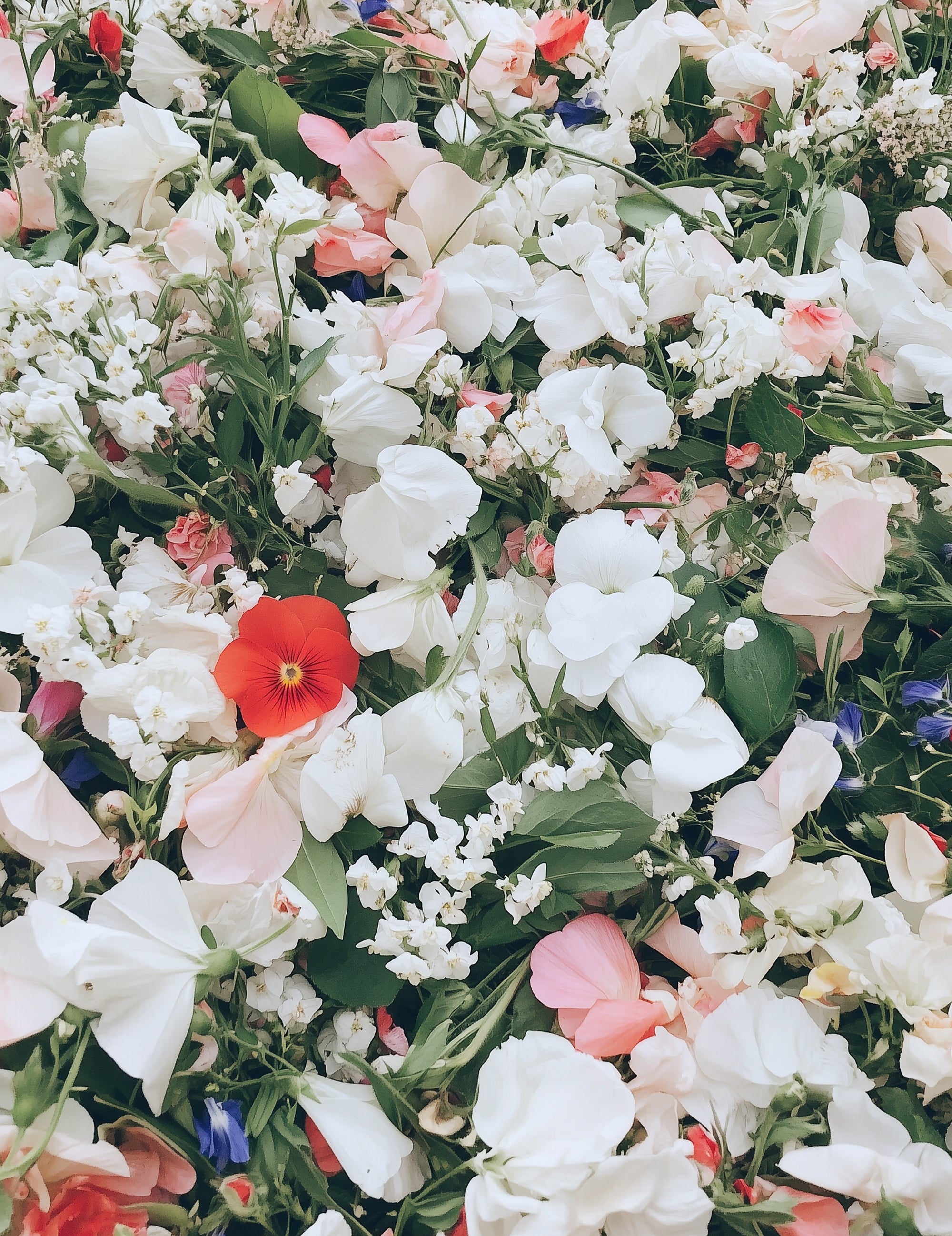 スイートピー＆ジャスミン｜SWEET PEA & JASMINE – SHOLAYERED