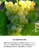 ディフューザー|シャンパン|5000ml【送料無料】