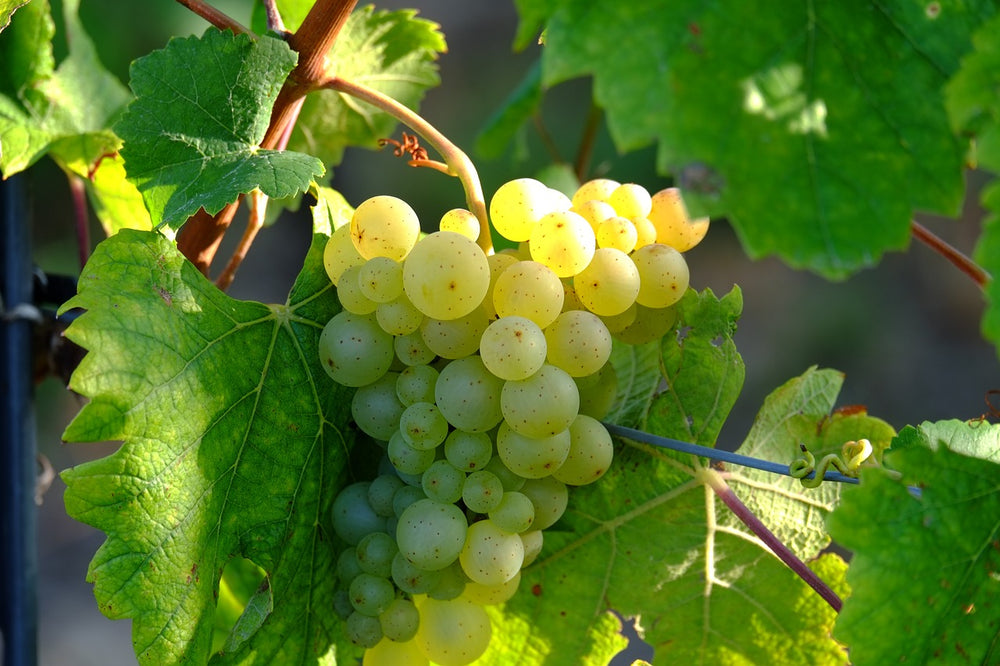 ROOTS OF SCENT: CHAMPAGNE